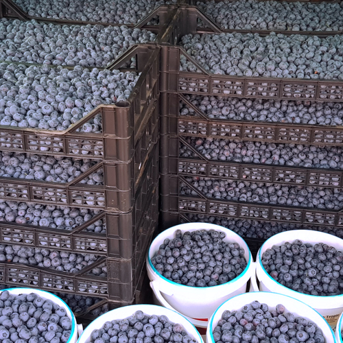 naslagane gajbe i kofe pune borovnice