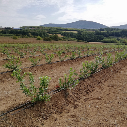 blueberry planted in banks with irrigation