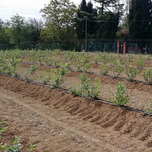 biljke borovnice bankovi irigacija