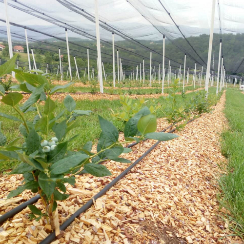 young blueberry plant with green fruits