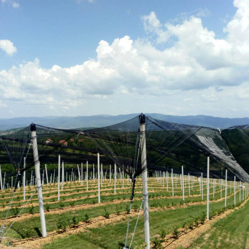 redovi borovnice na padini protivgradne mreze