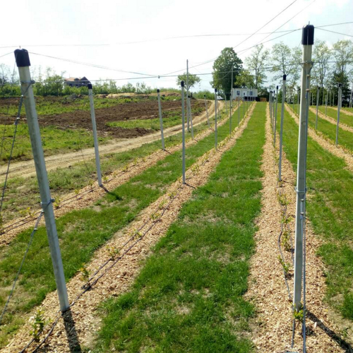 rows of young blueberry plants and anti-hail pillars