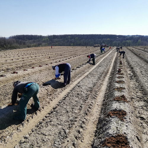 radnici sade borovnice u supstrat bankovi