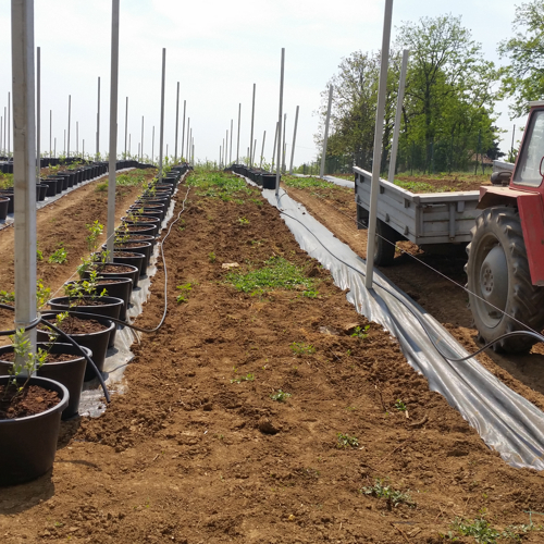 postavljanje borovnica u saksiji