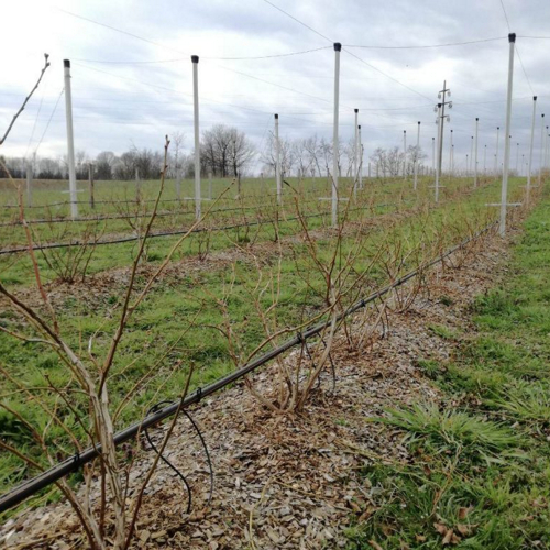leafless blueberry plants in winter