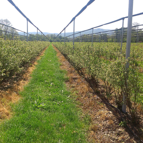rows of blueberry and anti-hail nets with grassed aisle