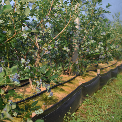 zrele borovnice gater piljevina mahovina