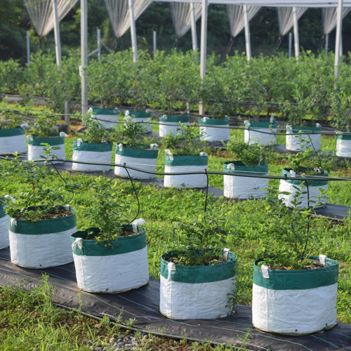 biljke borovnice agrotekstilne vrece