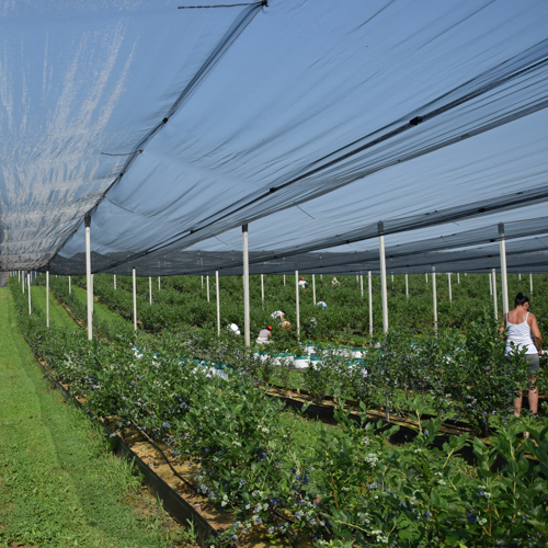 berba borovnica u junu