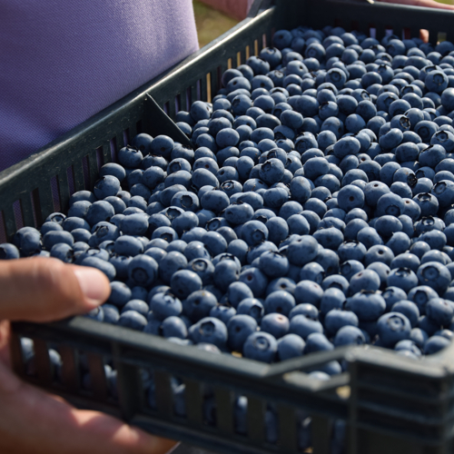 gajba puna borovnica