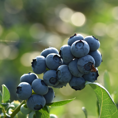 zrela krupna borovnica duke jutro boke