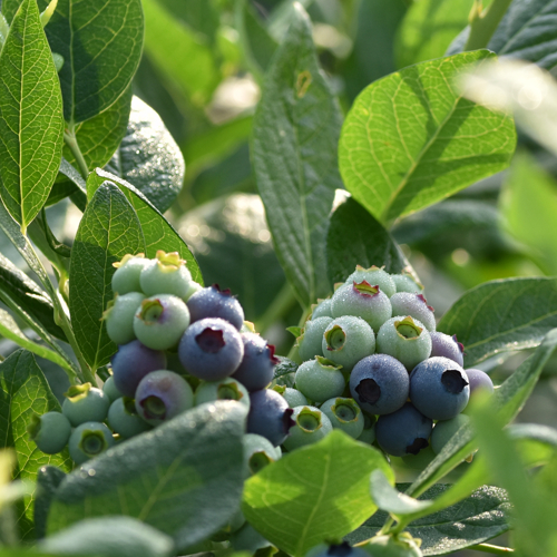 zrele zelene borovnice medju liscem rosa jutro