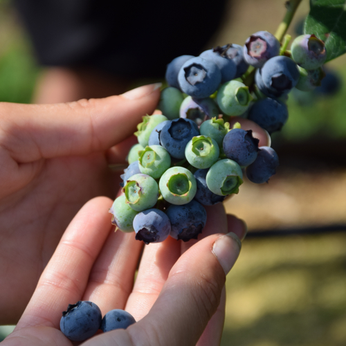 rucno branje borovnice