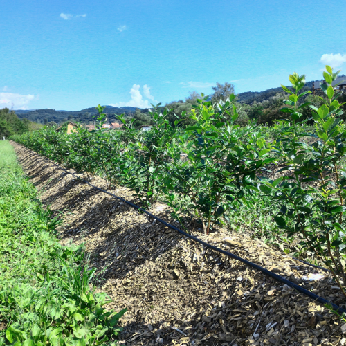 biljke borovnice banak piljevina cetinara