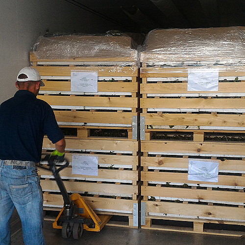 viljuskar pakuje palete sadnice borovnice