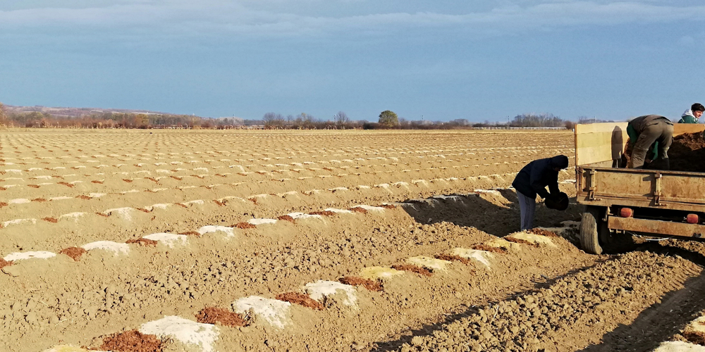 sadnja borovnice bankovi mulch supstrat