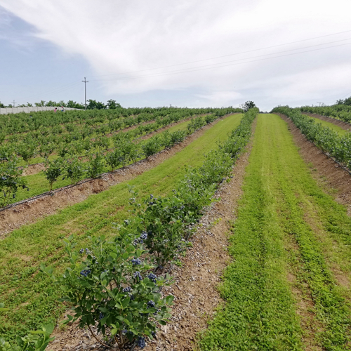 bushes with ripe blueberries