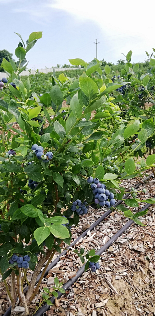zreli plodovi borovnica na biljci