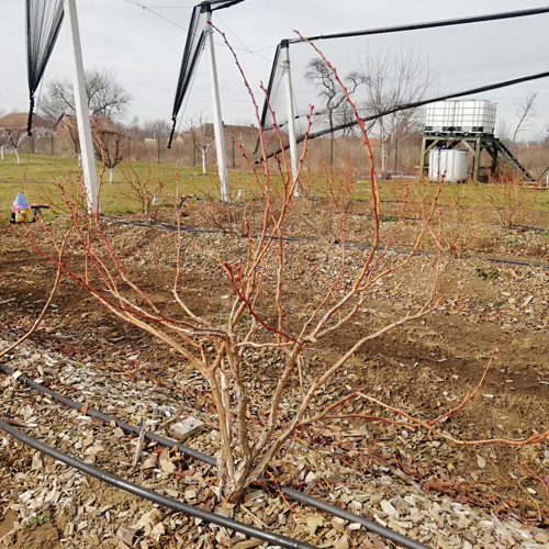 orezana biljka borovnice zima