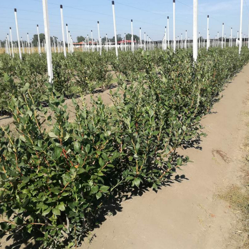 biljke borovnice na bankovima stubovi protivgradne mreze