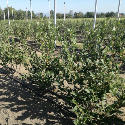 biljke borovnice na bankovima stubovi protivgradne mreze