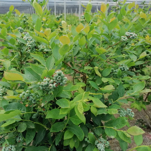 bujna biljka zeleni plodovi borovnice