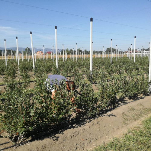 covek pregleda zbunove borovnice