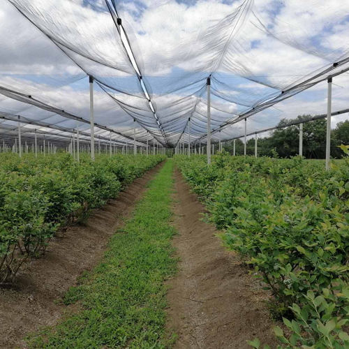 biljke borovnica na bankovima i protivgradne mreze