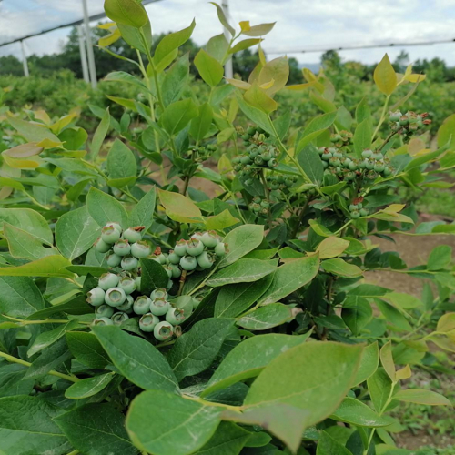bujna biljka zeleni plodovi borovnice