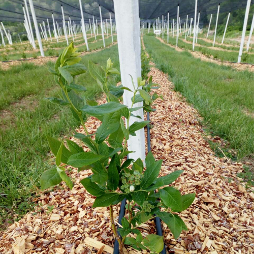 zelena borovnica stub protivgradna mreza mulch