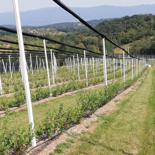redovi borovnice na padini protivgradne mreze