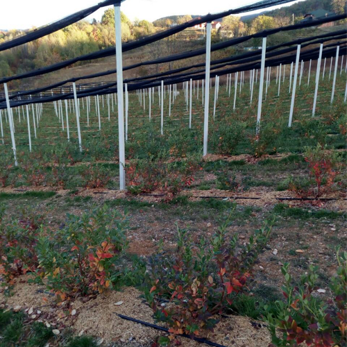 crveni zuti zeleni listovi borovnice jesen