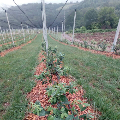 redovi borovnica kisa