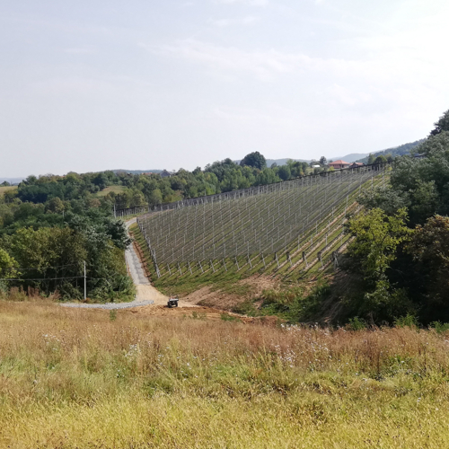padina sa redovima borovnica i protivgradne mreze