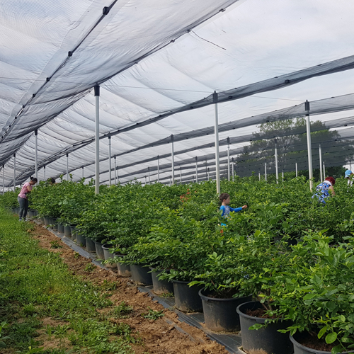 beraci borovnica na plantazi biljke u saksiji