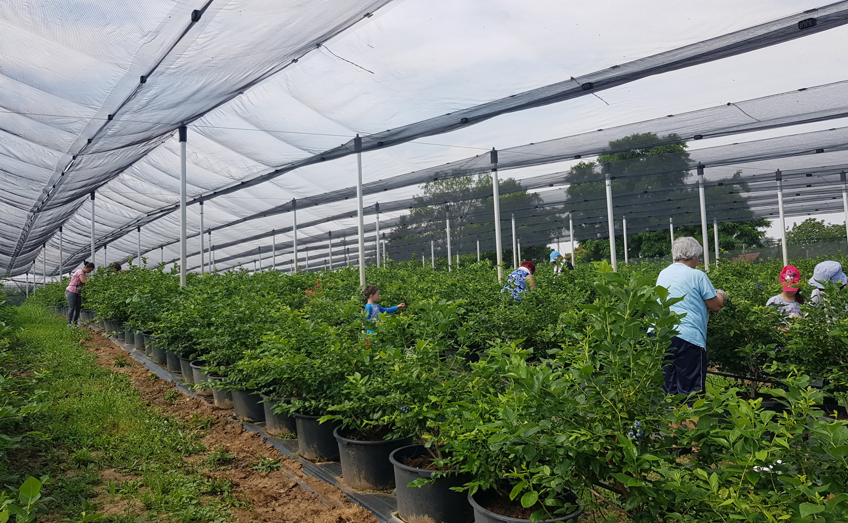 beraci borovnica na plantazi biljke u saksiji