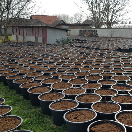 dostava borovnice u saksijama