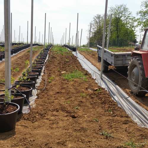 postavljanje borovnica u saksiji
