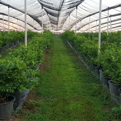 borovnice u saksijama zatravljen prolaz ispod protivgradne mreze