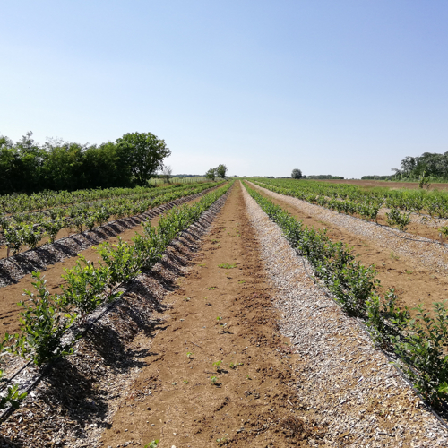 biljke borovnice banak mulch