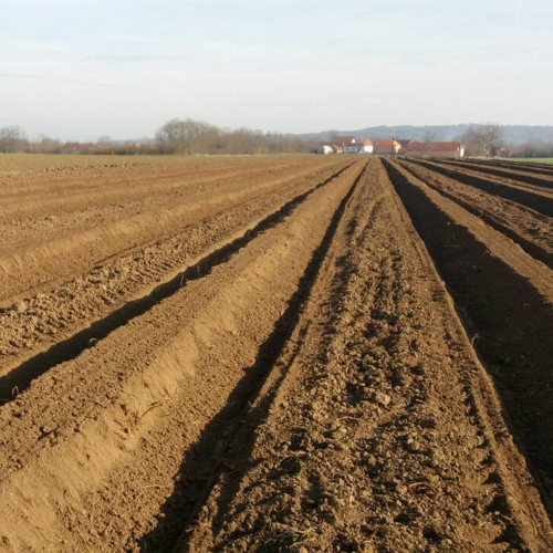 formiranje bankova plantaza borovnica