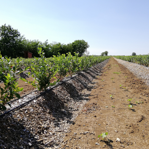 biljke borovnice banak piljevina cetinara