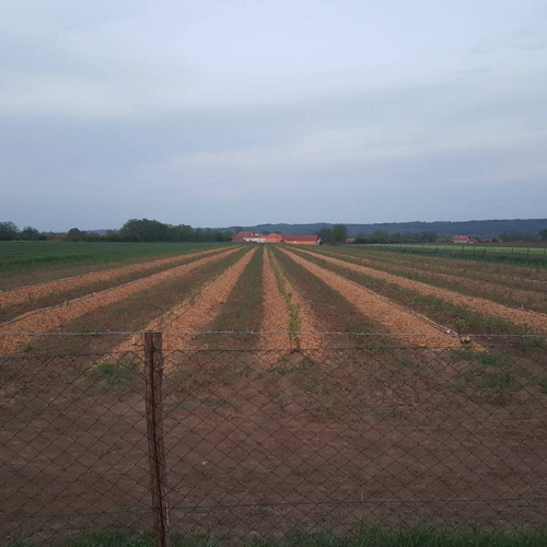 redovi mlade borovnice na plantazi