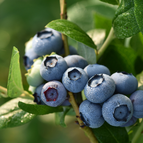 zrela borovnica duke izbliza sa rosom