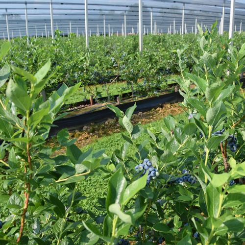 zrele borovnice na biljkama u gaterima