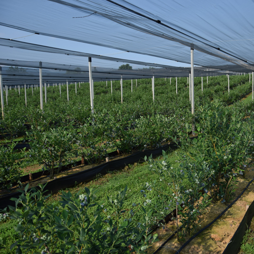 zrele borovnice na biljkama u gaterima