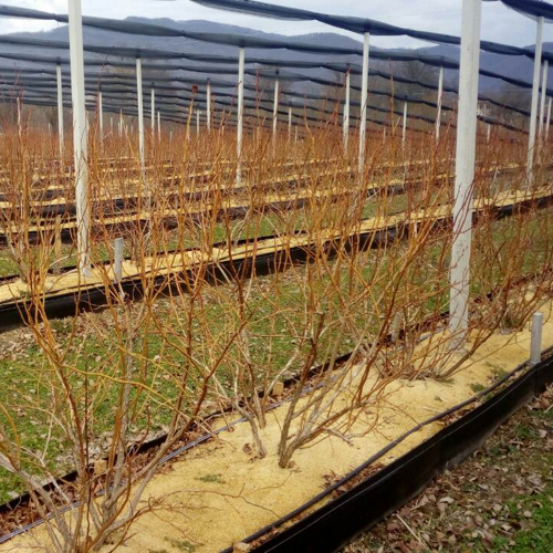 biljke borovnice bez lisca gateri u jesen