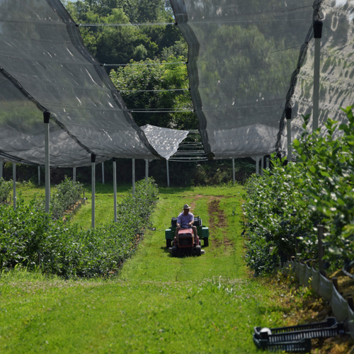 covek vozi mali traktor sa prikolicom sa gajbama borovnice
