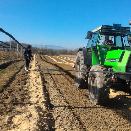 zena oznacava otvor za sadnju borovnica
