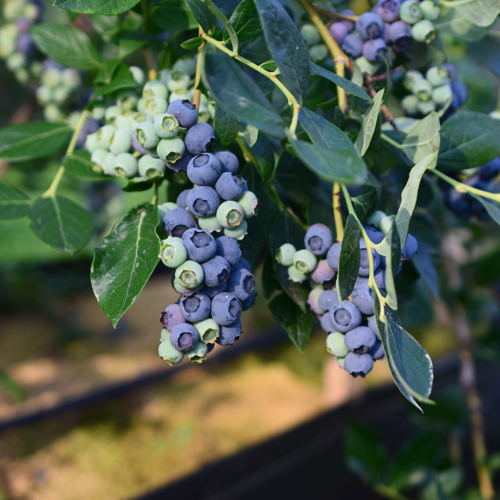 poluzreli grozdovi borovnica vise sa grane